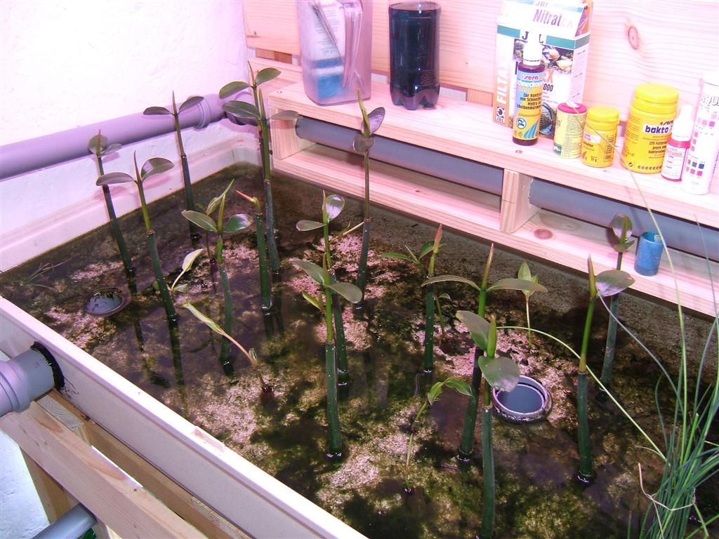 mangrove filter basin